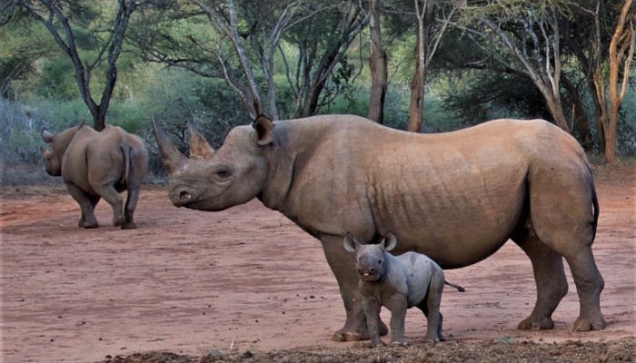 Where Can You Experience the Big Five in Tanzania?