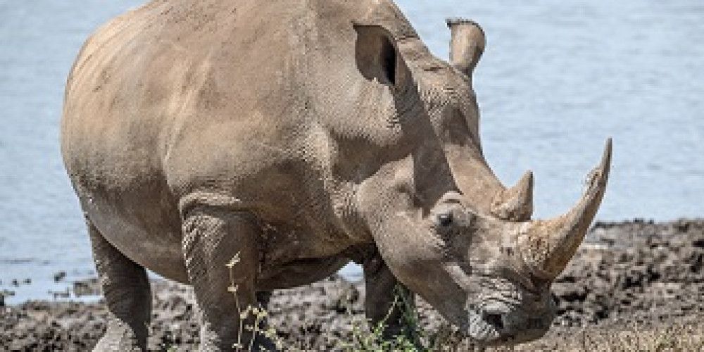 Mkomazi National Park